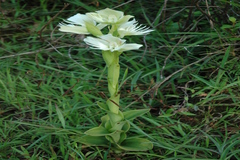 Platanthera susannae